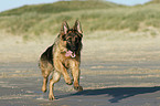 running German Shepherd