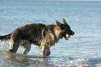 playing German Shepherd