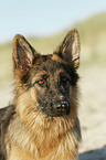 German Shepherd Portrait