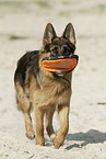 playing German Shepherd