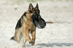 playing German Shepherd