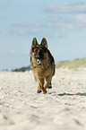 running German Shepherd