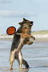 playing German Shepherd