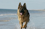 running German Shepherd