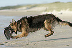playing German Shepherd