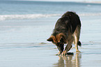 playing German Shepherd