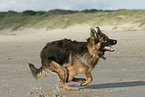 running German Shepherd