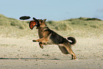 playing German Shepherd