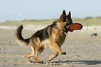 playing German Shepherd