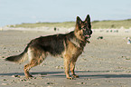 German Shepherd