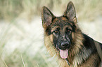 German Shepherd Portrait