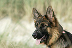 German Shepherd Portrait