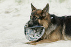 German Shepherd