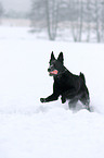 playing German Shepherd