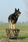 German Shepherd