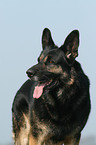 German Shepherd Portrait