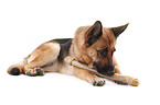 lying German Shepherd