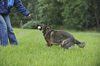 playing German Shepherd