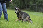 playing German Shepherd