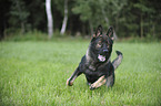 running German Shepherd