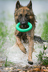 playing German Shepherd