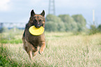 playing German Shepherd