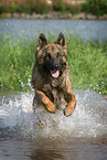 running German Shepherd