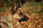 German Shepherd Portrait