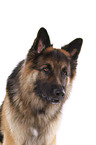 German Shepherd Portrait