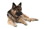 lying German Shepherd