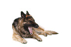 lying German Shepherd