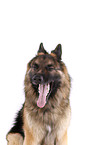 German Shepherd Portrait