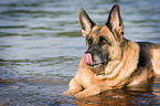 bathing German Shepherd