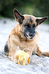 lying German Shepherd