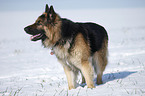 standing German Shepherd