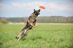 playing German Shepherd