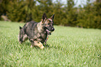 playing German Shepherd