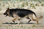 running German Shepherd