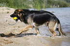 playing German Shepherd