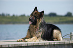 lying German Shepherd