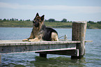 lying German Shepherd