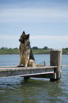 sitting German Shepherd