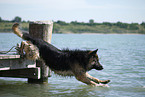 jumping German Shepherd