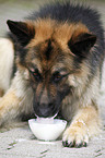 eating German Shepherd