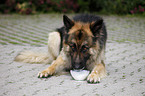 eating German Shepherd