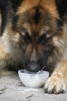 eating German Shepherd