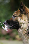 eating German Shepherd