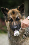 eating German Shepherd