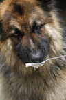 eating German Shepherd