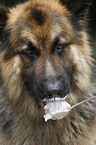 eating German Shepherd